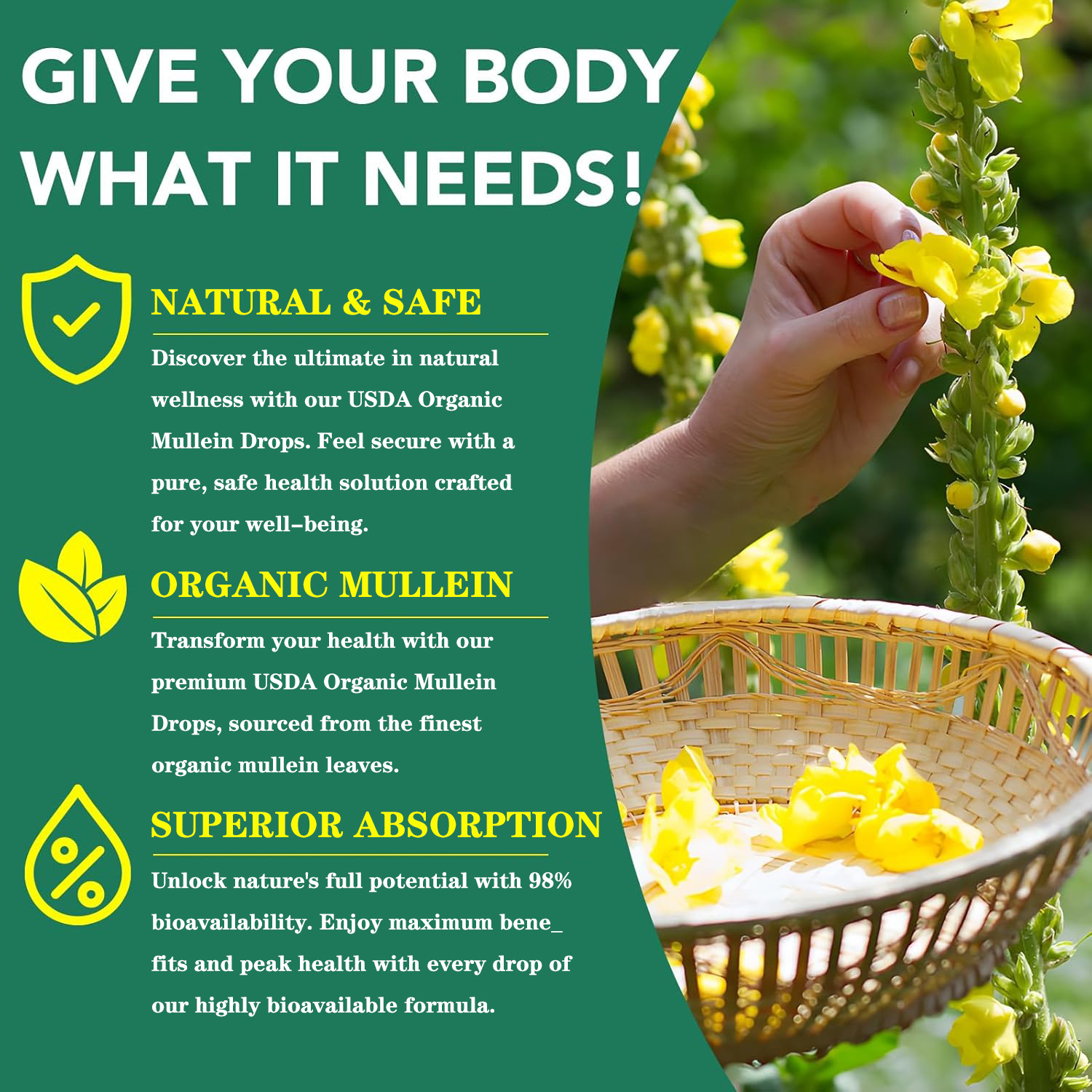 Bulk organic mullein extract drops for wholesale