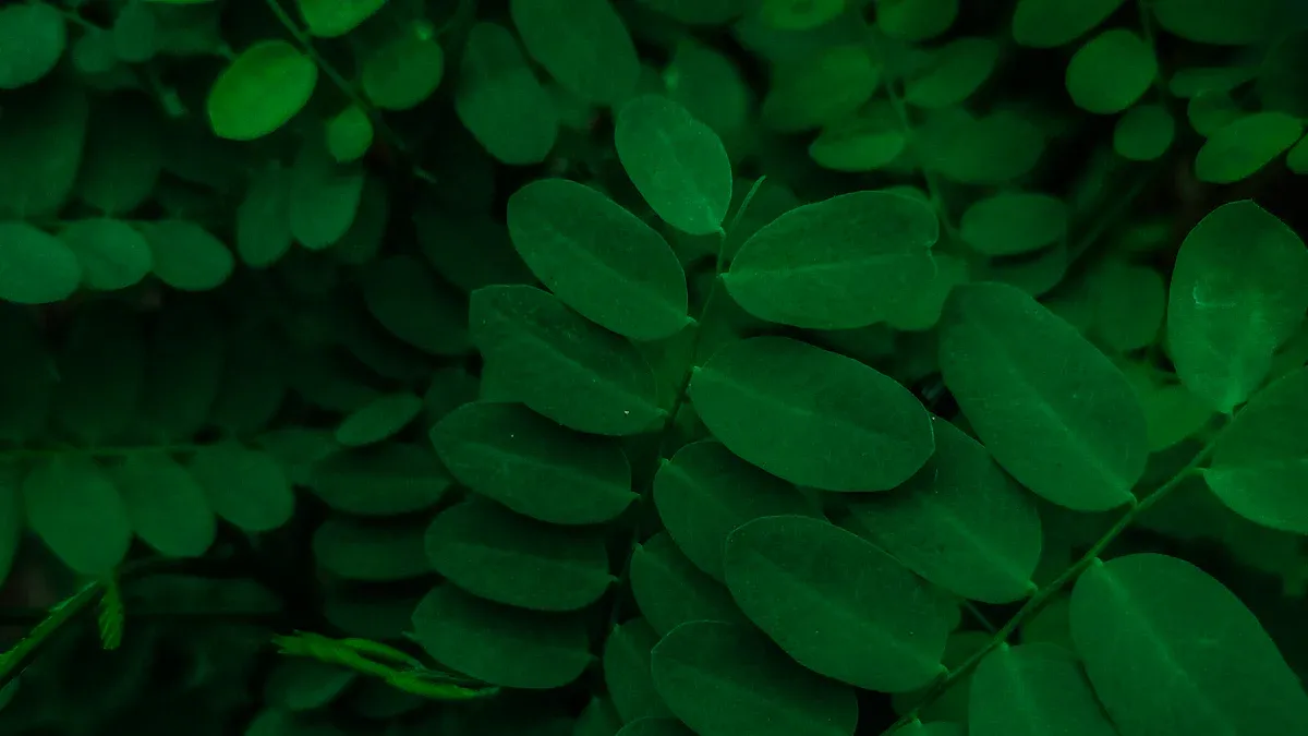 Moringa at Night: Benefits and Tips