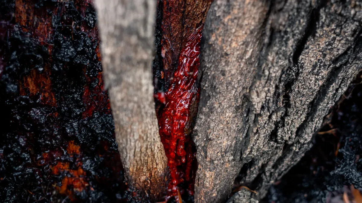 What Is The Best Form Of Shilajit To Take?