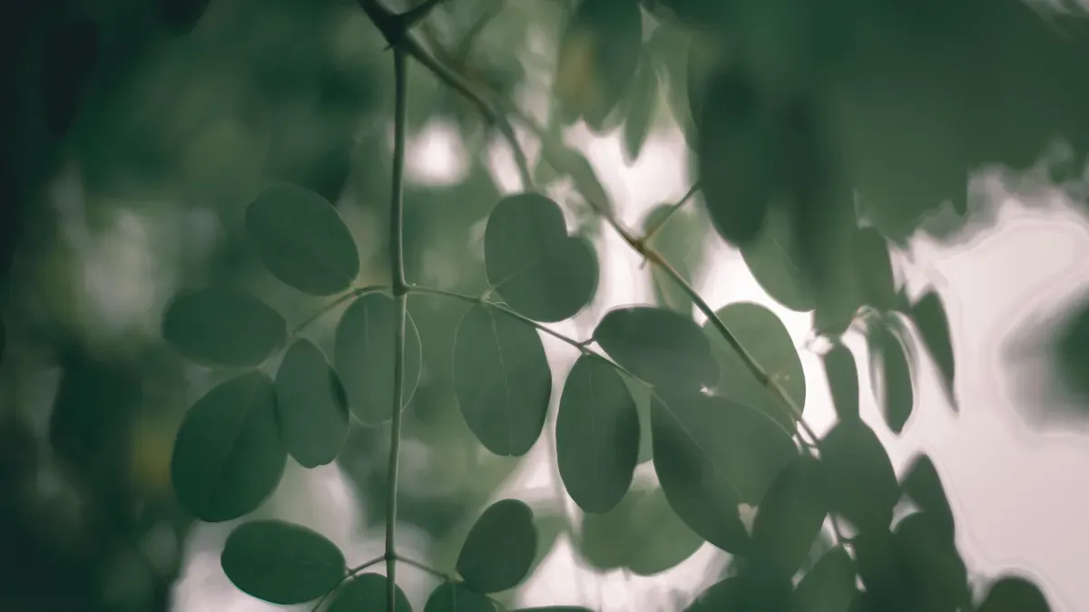 Does moringa contain caffeine?