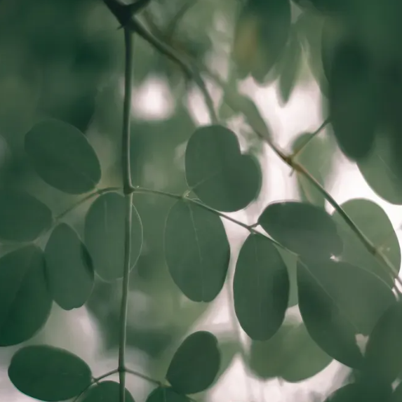 Does Moringa Contain Caffeine?